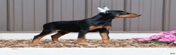 Doberman Pinscher dogs for sale: Jasmin - Ad 2
