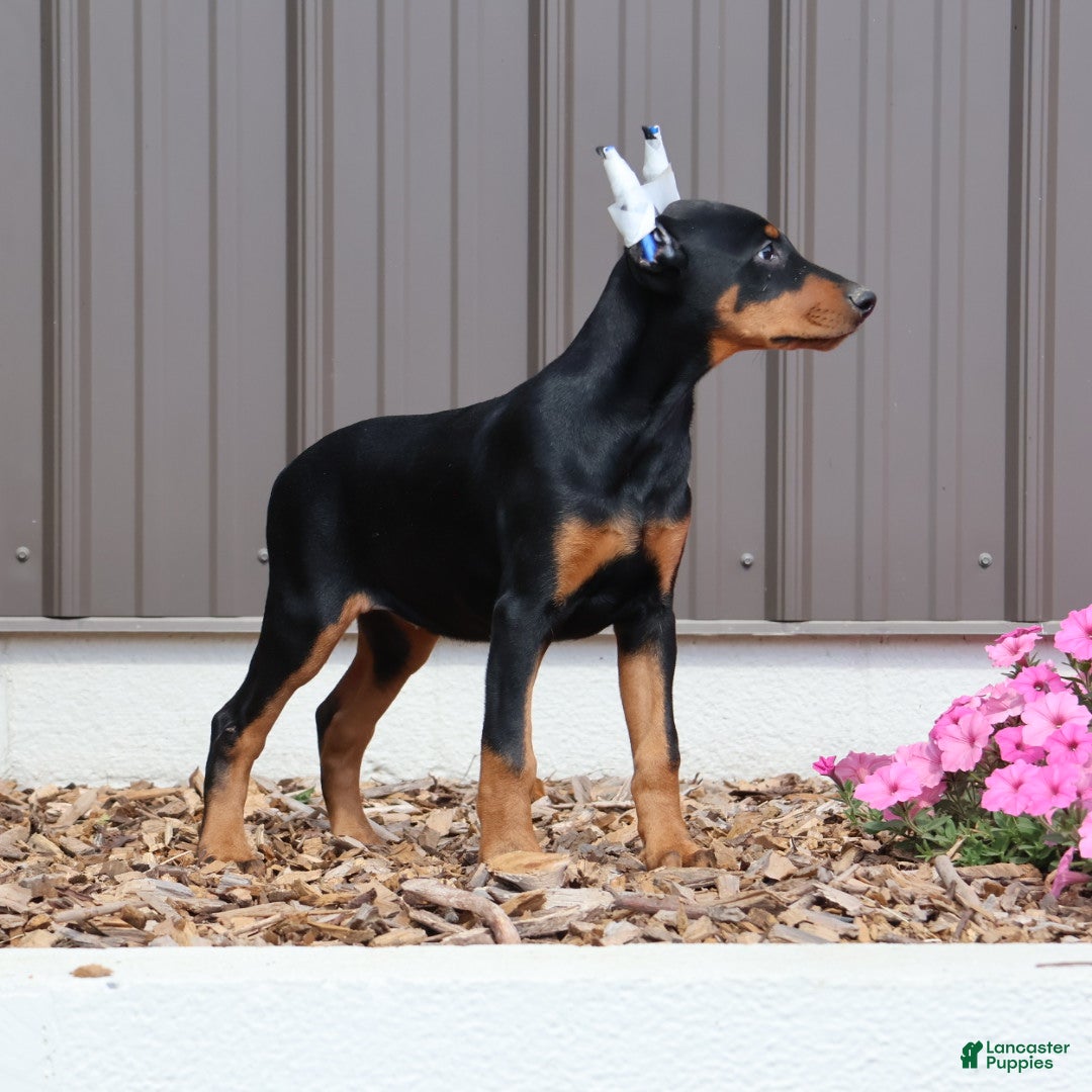 Doberman Pinscher dogs for sale: Jasmin - Ad 2