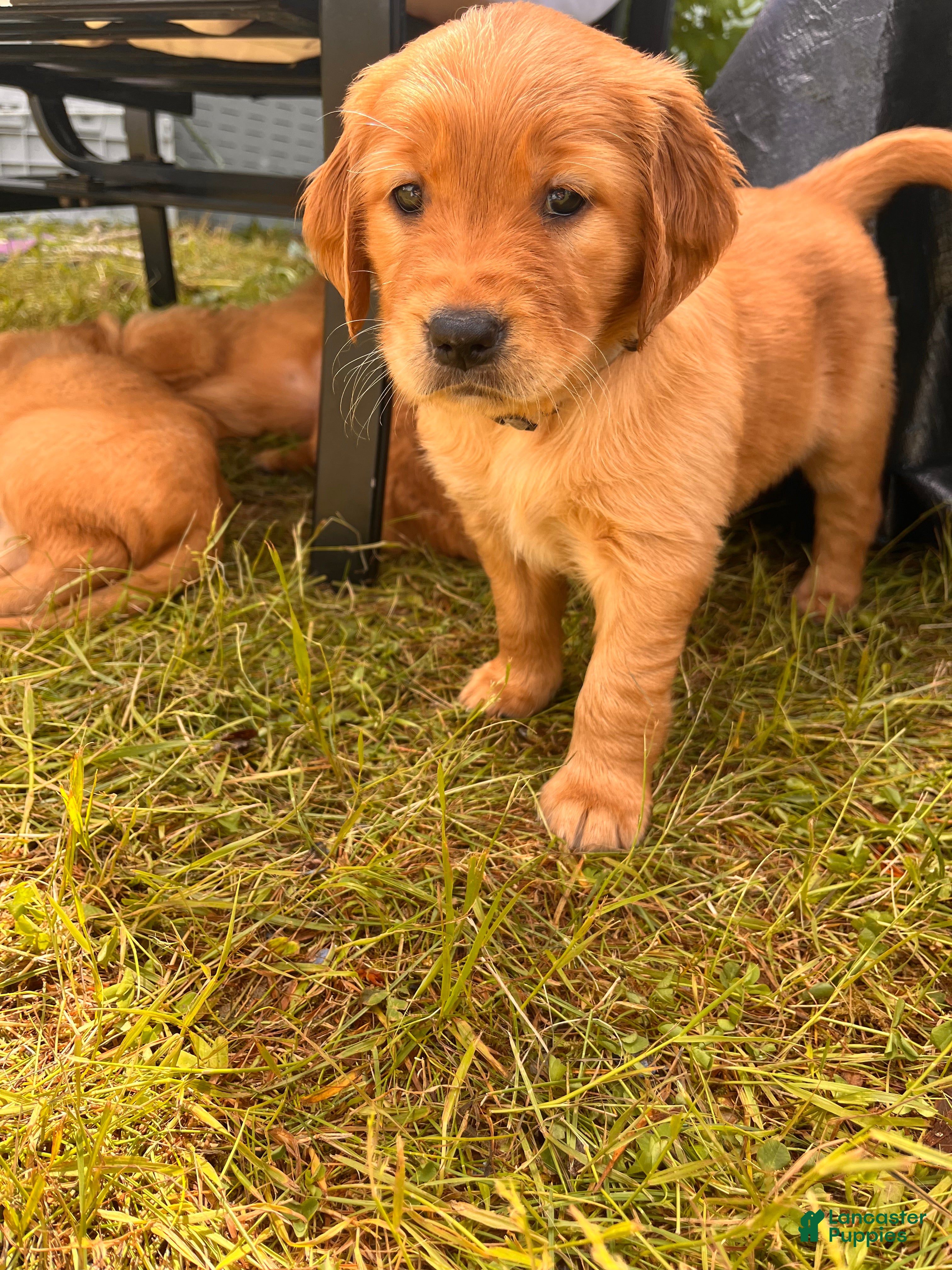 Golden Retriever dogs Golden Retriever 10 - Marina - Ad 2