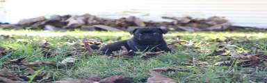 Flint -male-