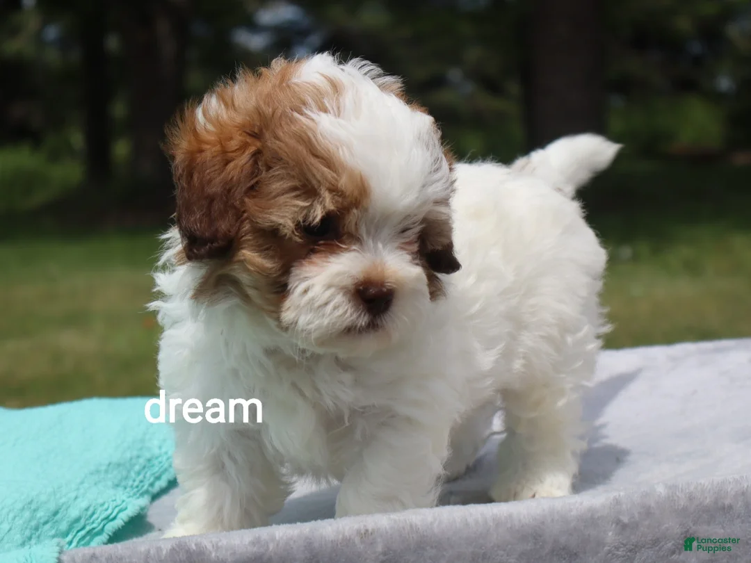 Shihpoo dogs for sale: Clay - Ad 1