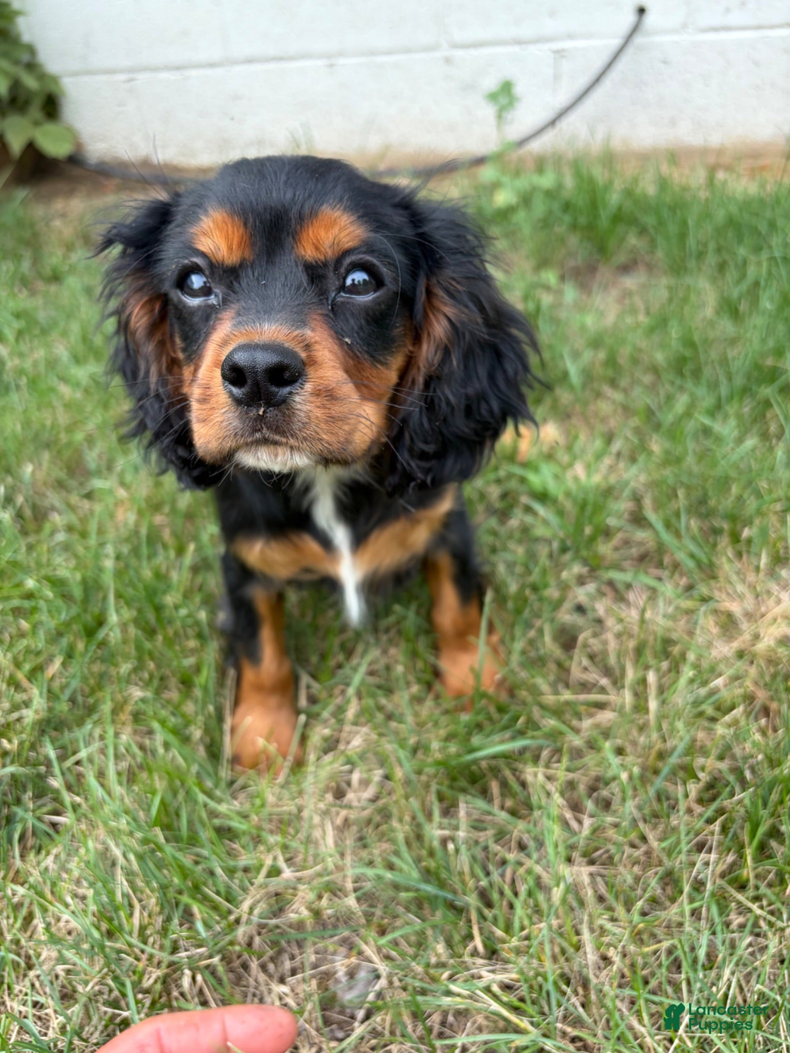Cavalier King Charles Spaniel dogs Starbucks  - Ad 2