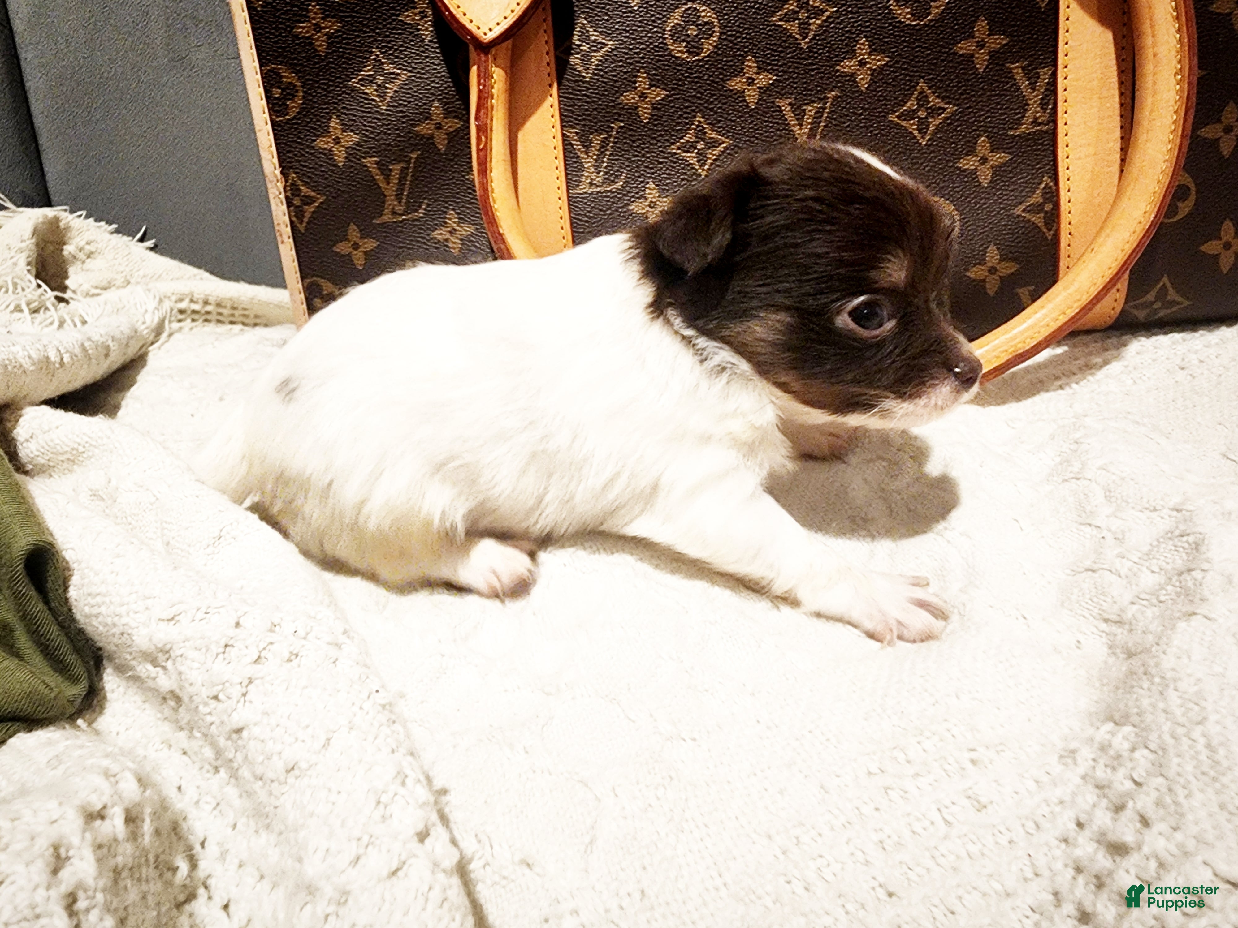Chihuahua dogs for sale: Buddha Bear  - Ad 17