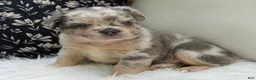 French Bulldog dogs for sale: Smokey - Ad 4