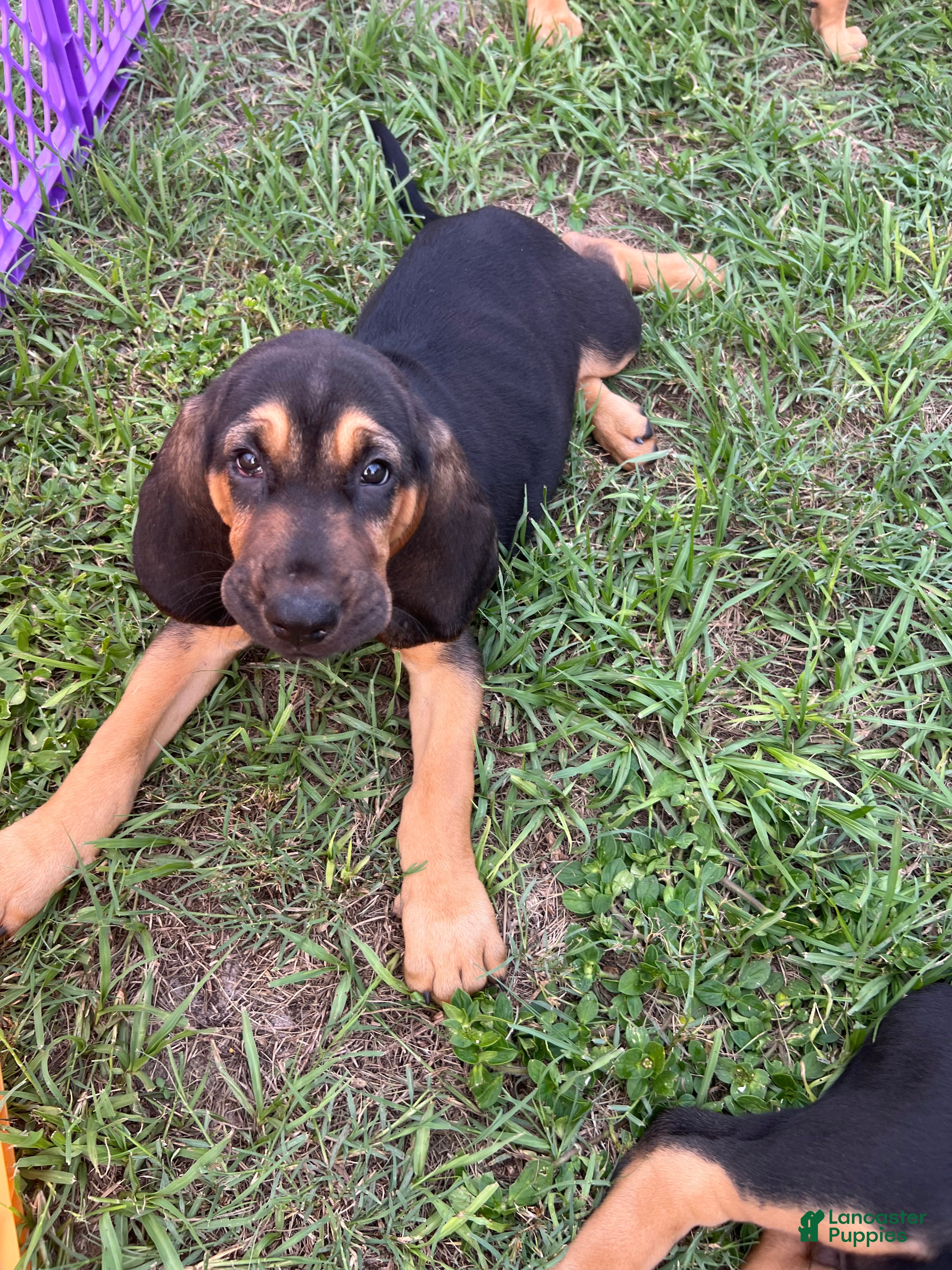 Bloodhound dogs Bloodhound Puppy 2 - Ad 1