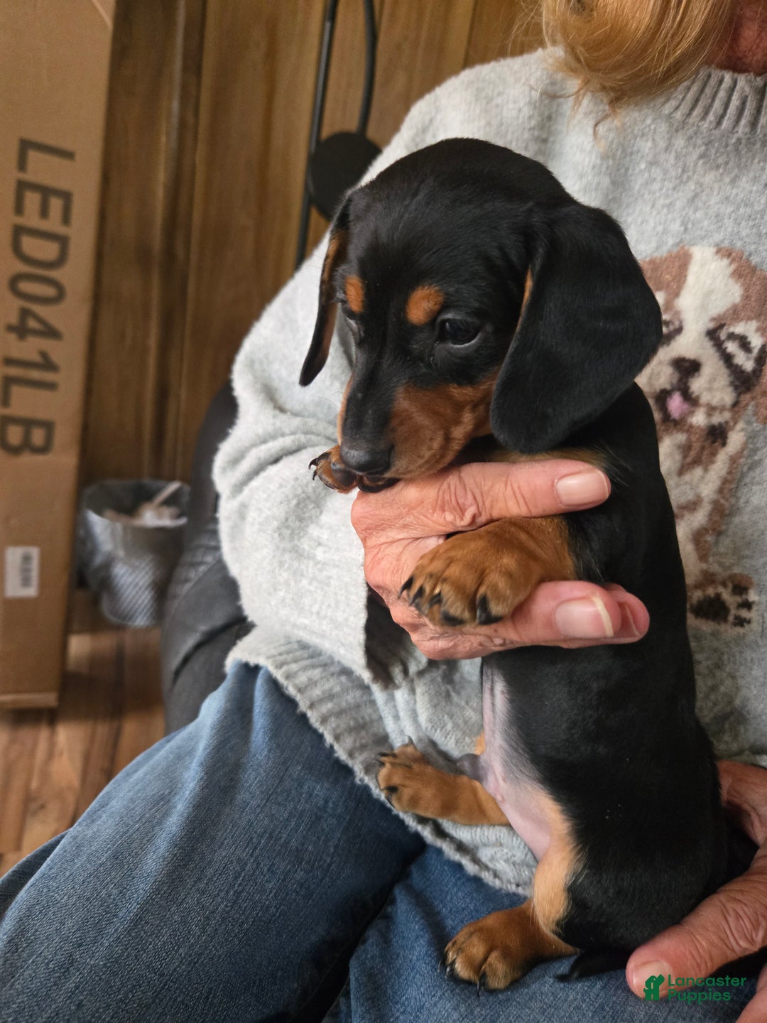 Dachshund dogs for sale: Dachshund Puppy 2 - Ad 1