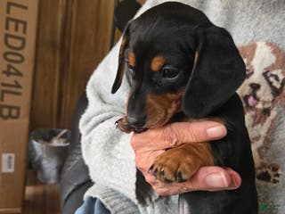 Dachshund dogs Dachshund Puppy 2 - Ad 4