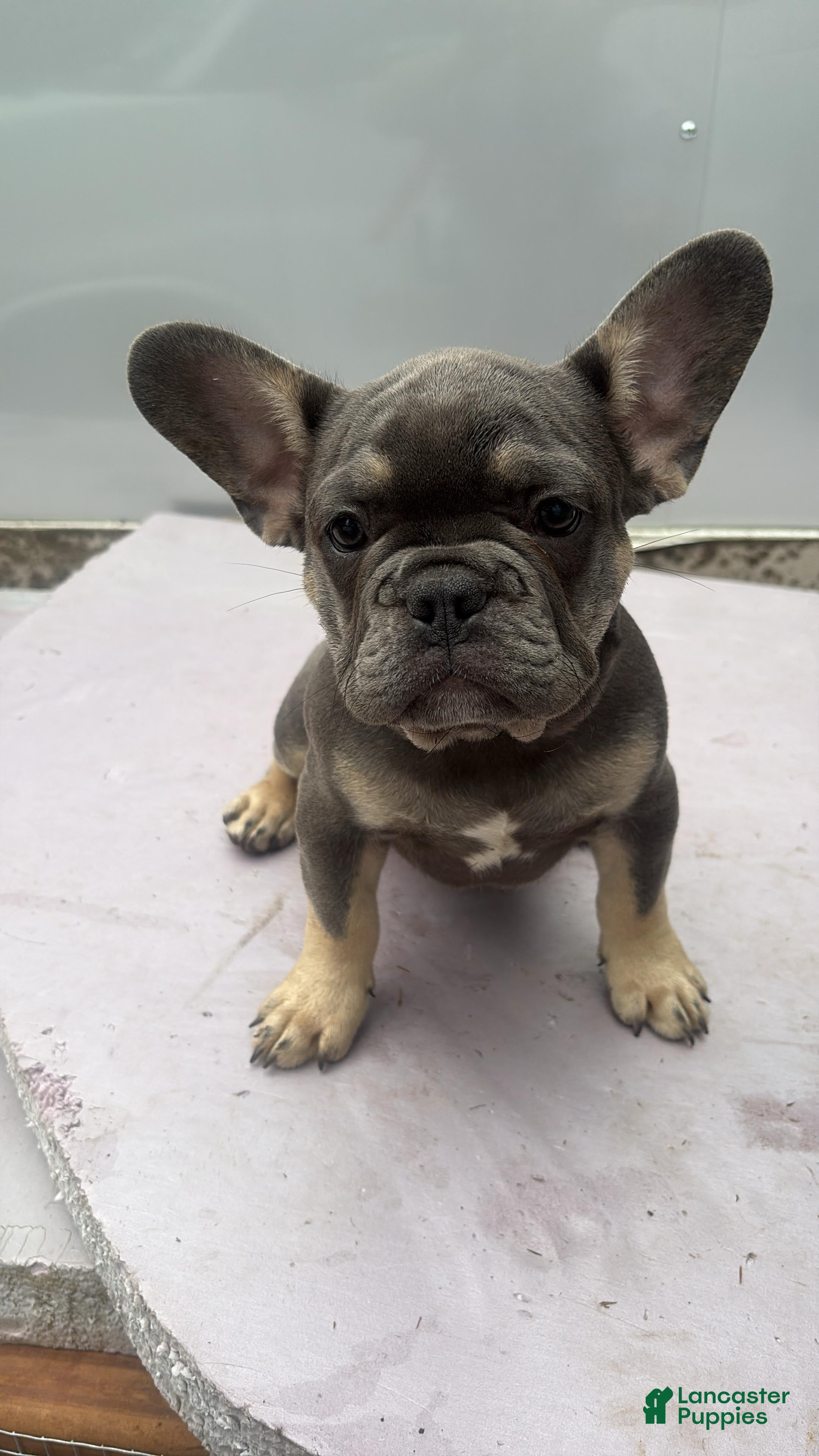 French Bulldog dogs French Bulldog 2 - Ad 19