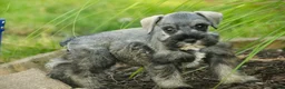 Miniature Schnauzer dogs for sale: Quincy Miniature Schnauzer  - Ad 4