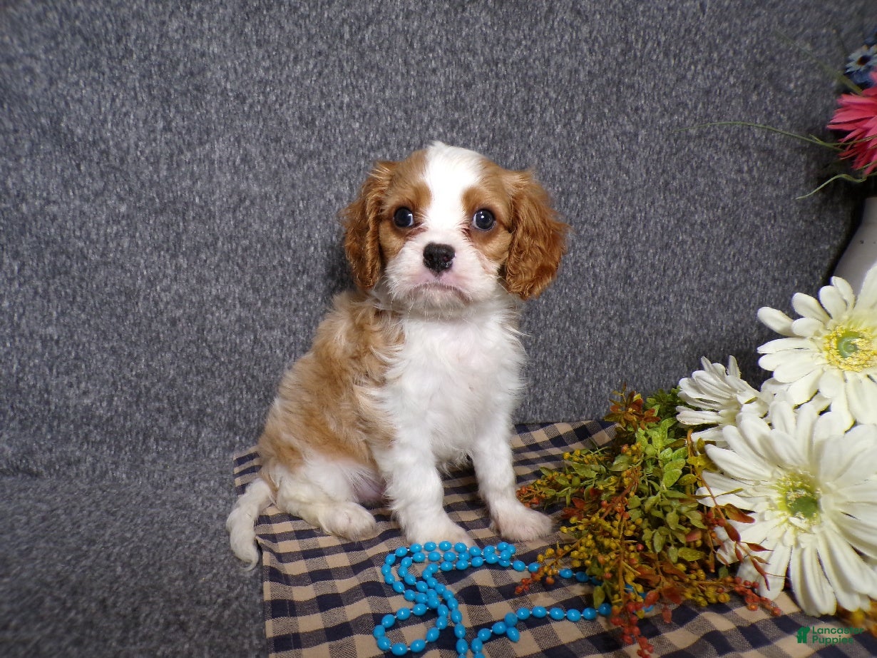 Cavalier King Charles Spaniel dogs Blake - Ad 1