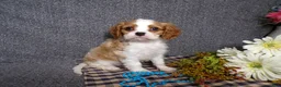 Cavalier King Charles Spaniel dogs for sale: Blake - Ad 1