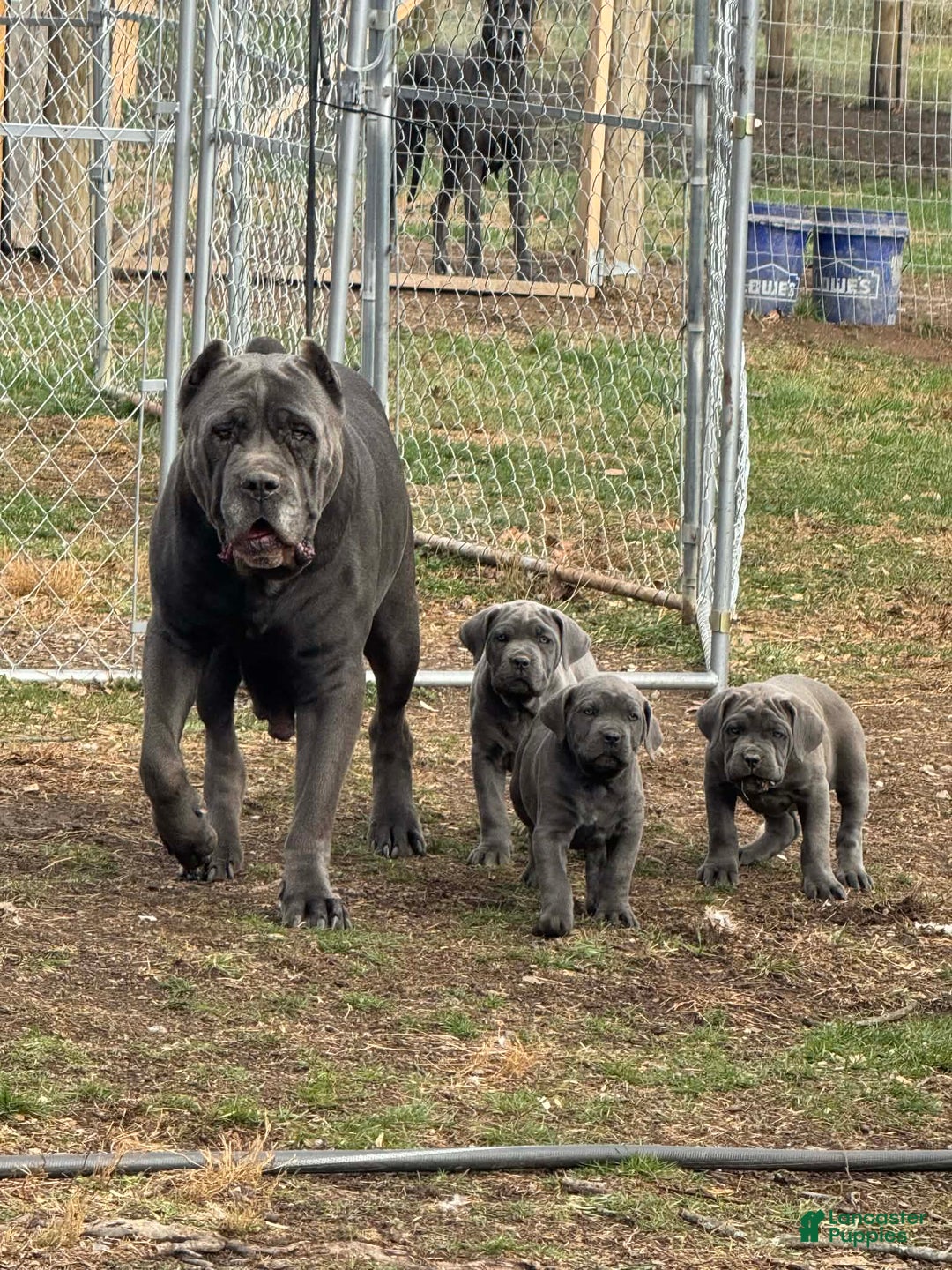 Cane Corso dogs for sale: Cane Corso Puppy 3 - Ad 1