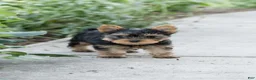 Yorkshire Terrier dogs for sale: Jackson - Ad 3