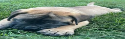 Bullmastiff dogs for sale: Atticus (49) - Ad 3