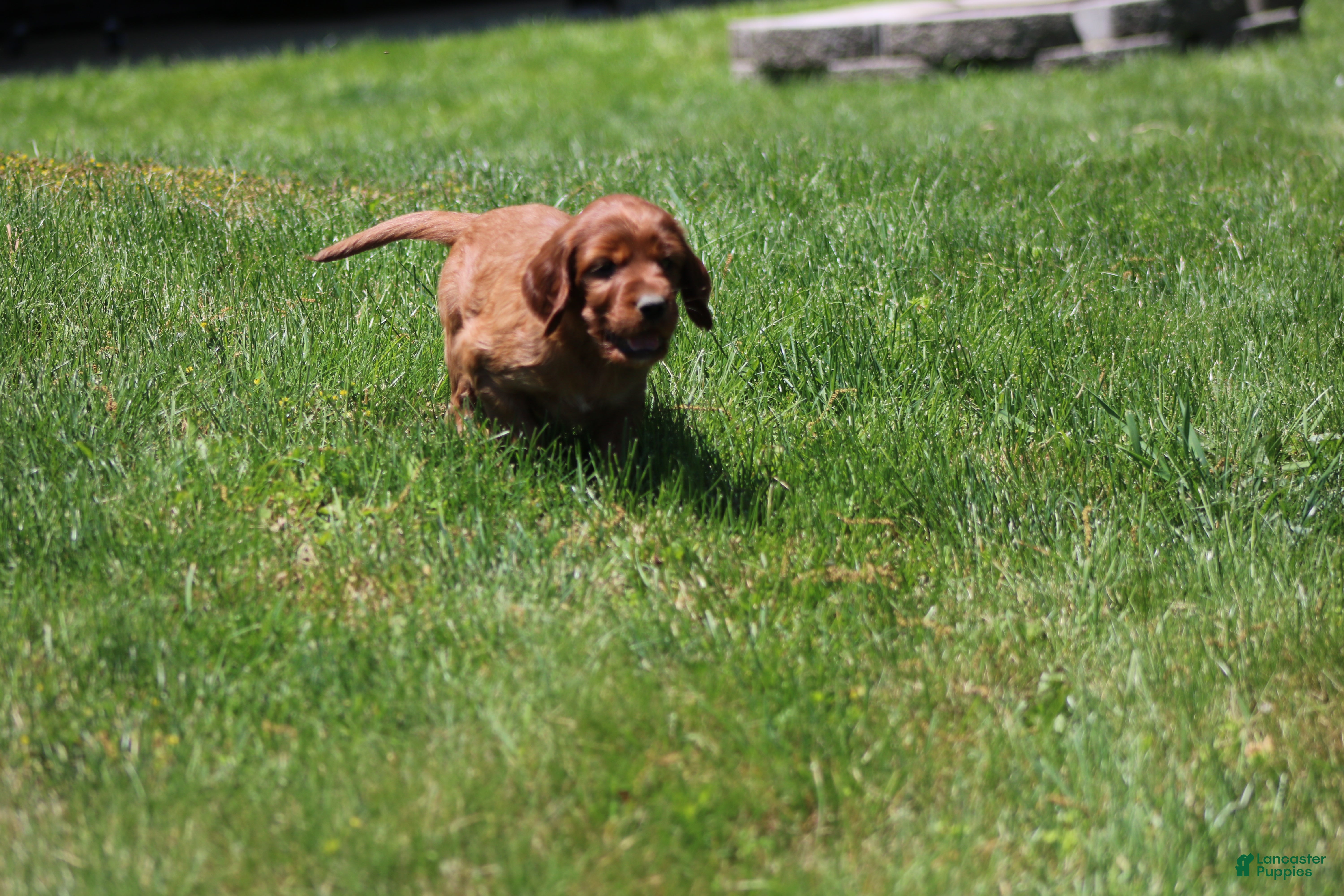 Irish Setter dogs for sale: Summer - Ad 8