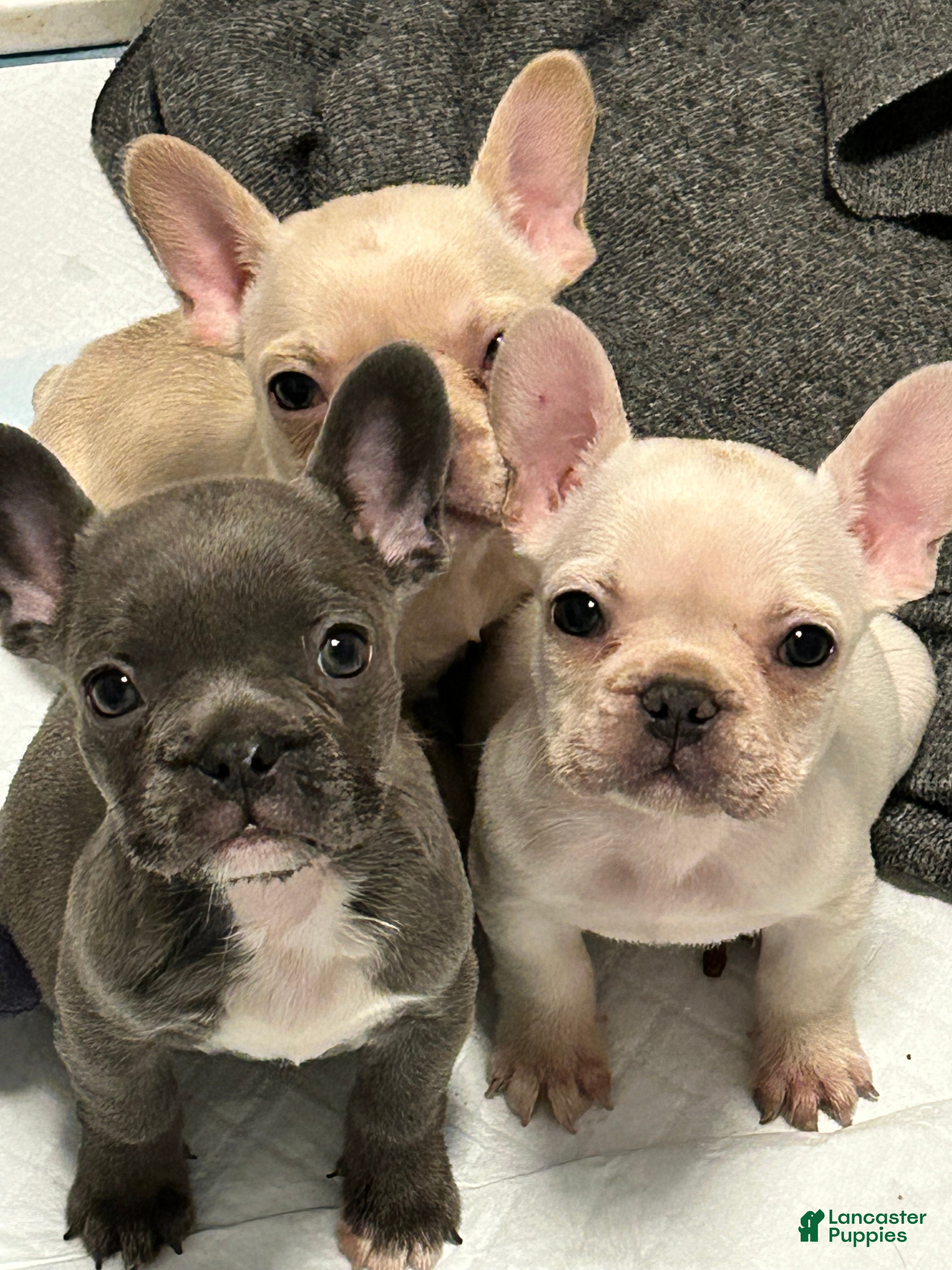 French Bulldog dogs French Bulldog 2 - Ad 2