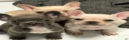French Bulldog dogs for sale: French Bulldog 2 - Ad 2