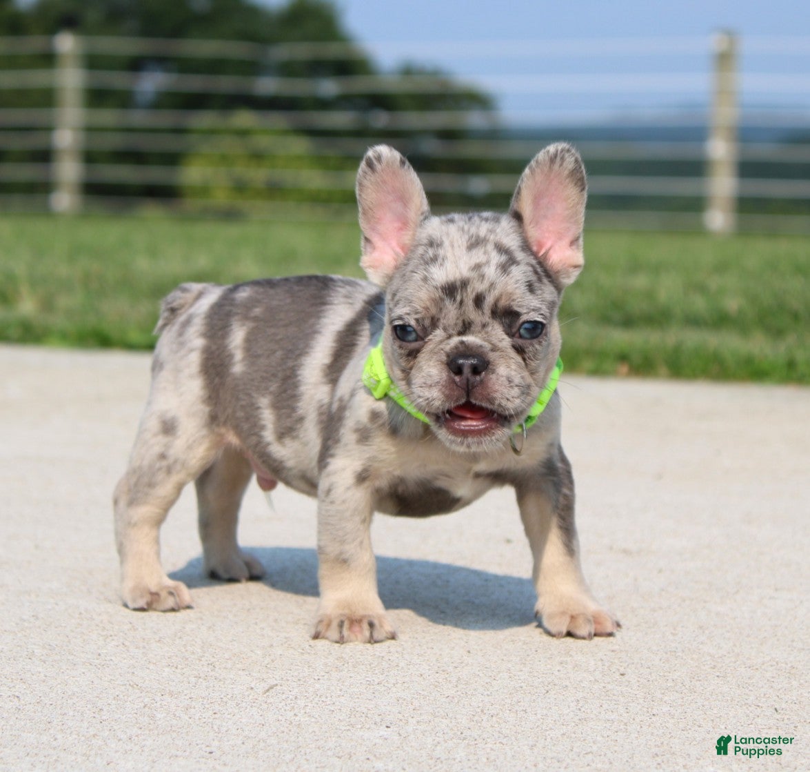 French Bulldog dogs Winston - Ad 2