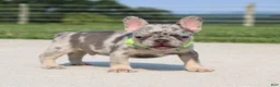 French Bulldog dogs for sale: Winston - Ad 2