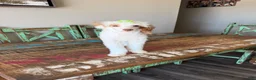 Miniature Poodle dogs for sale: Akc Clear 🧬 Tested Chocolate Phantom Parti 🩷 - Ad 2