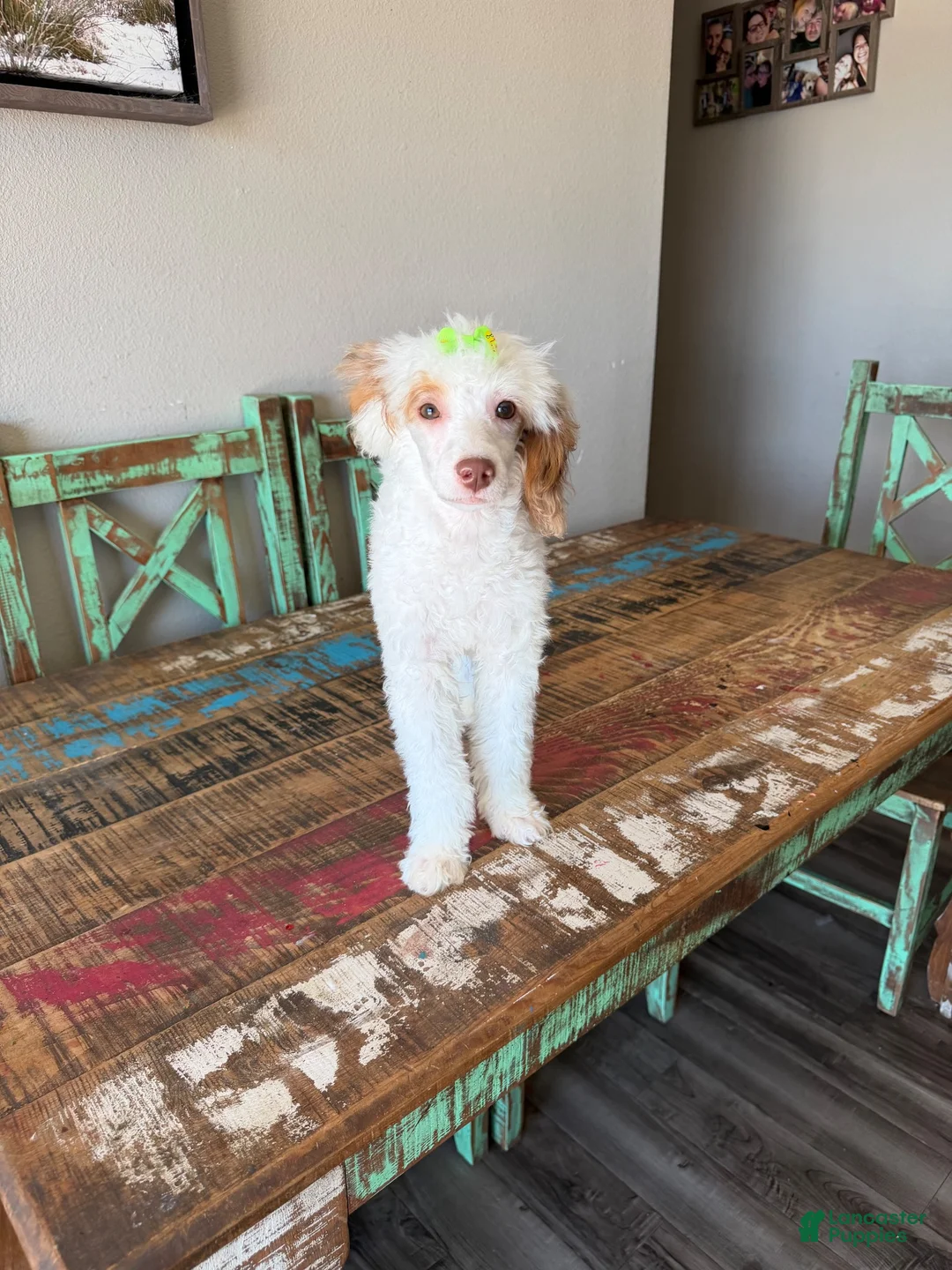 Miniature Poodle dogs for sale: Akc Clear 🧬 Tested Chocolate Phantom Parti 🩷 - Ad 2