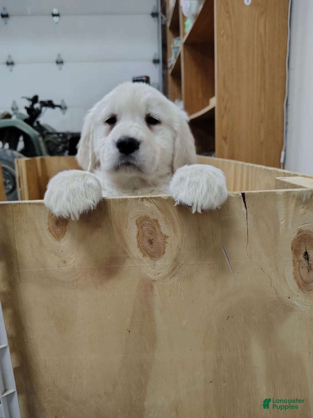 Golden Retriever dogs for sale: Golden Retriever Puppy 3 - Ad 2