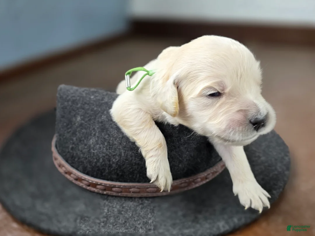 Golden Retriever dogs for sale: Chex - Ad 18