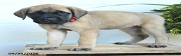 English Mastiff dogs for sale: Lynette - Ad 3