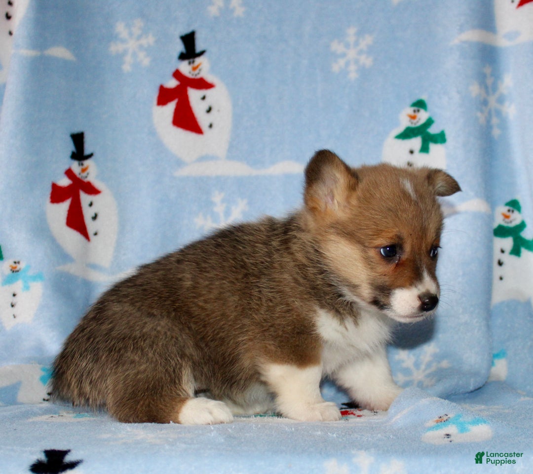 Welsh Corgi Pembroke dogs for sale: Misty - Ad 4