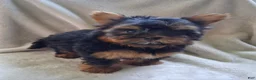 Yorkshire Terrier dogs for sale: Zach - Ad 7