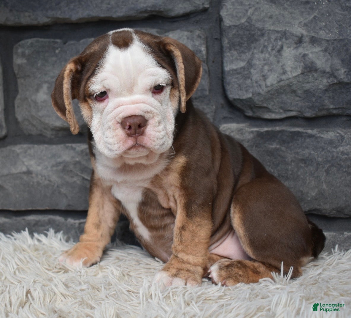 Beabull dogs Tessa  - Ad 2