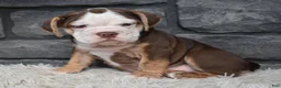 Beabull dogs for sale: Tessa  - Ad 2