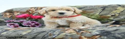 Maltipoo dogs for sale: Lizzie - Ad 1