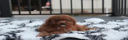 Toy Poodle dogs for sale: Theo - Ad 4