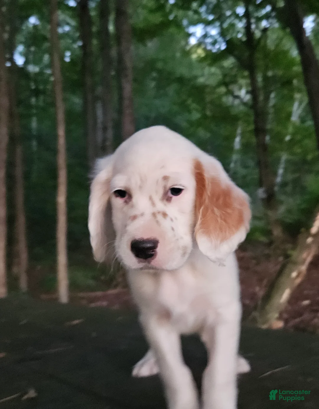 English Setter dogs for sale: Oscar - Ad 2