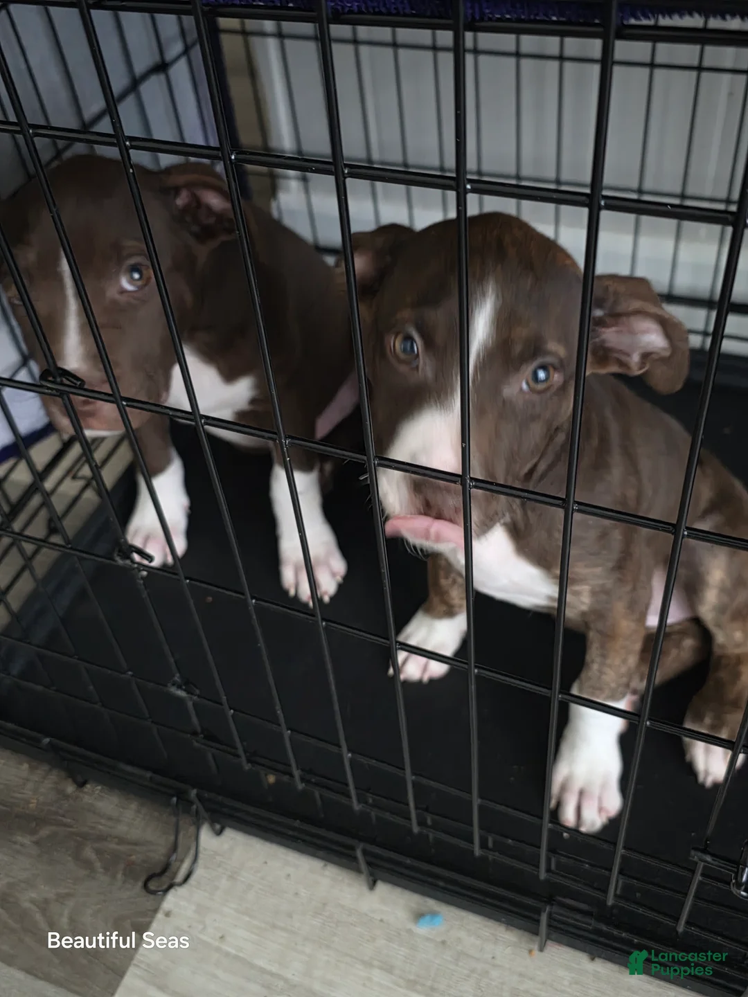 American Pit Bull Terrier dogs for sale: American Pit Bull Terrier Puppy 2 - Ad 4