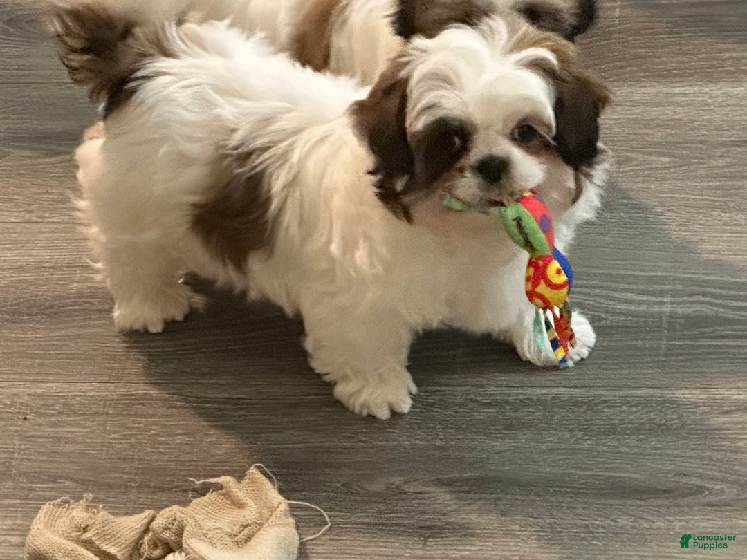 Shih Tzu dogs for sale: Pup - Ad 3
