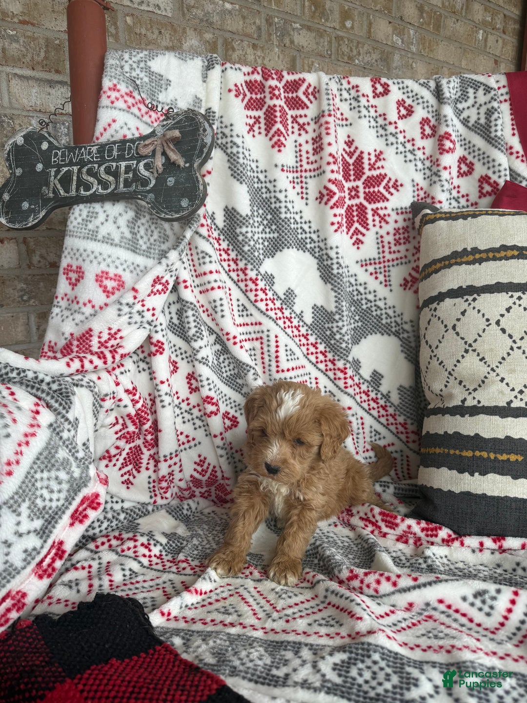 Mini Bernedoodle dogs for sale: Cooper - Ad 6