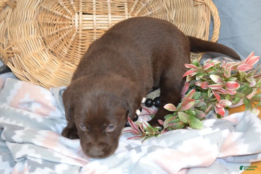 Labrador Retriever dogs for sale: Cinnamon - Ad 2