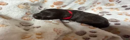 Miniature Schnauzer dogs for sale: Miniature Schnauzer 2 - Ad 3