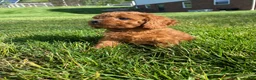 Cavapoo dogs for sale: Hazel - Ad 9