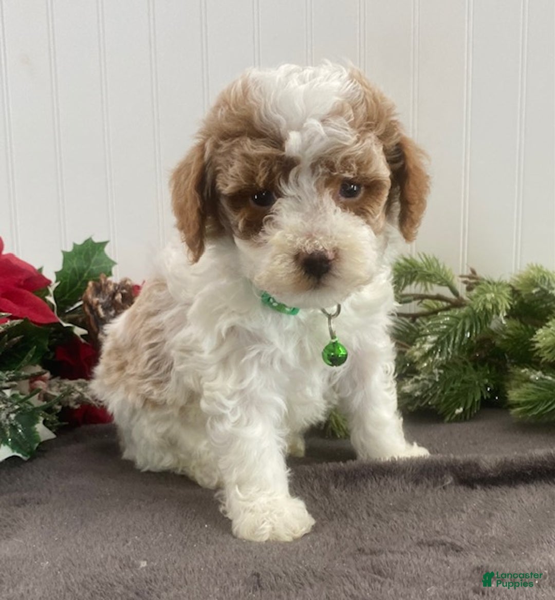 Toy Poodle dogs for sale: Bo - Ad 2