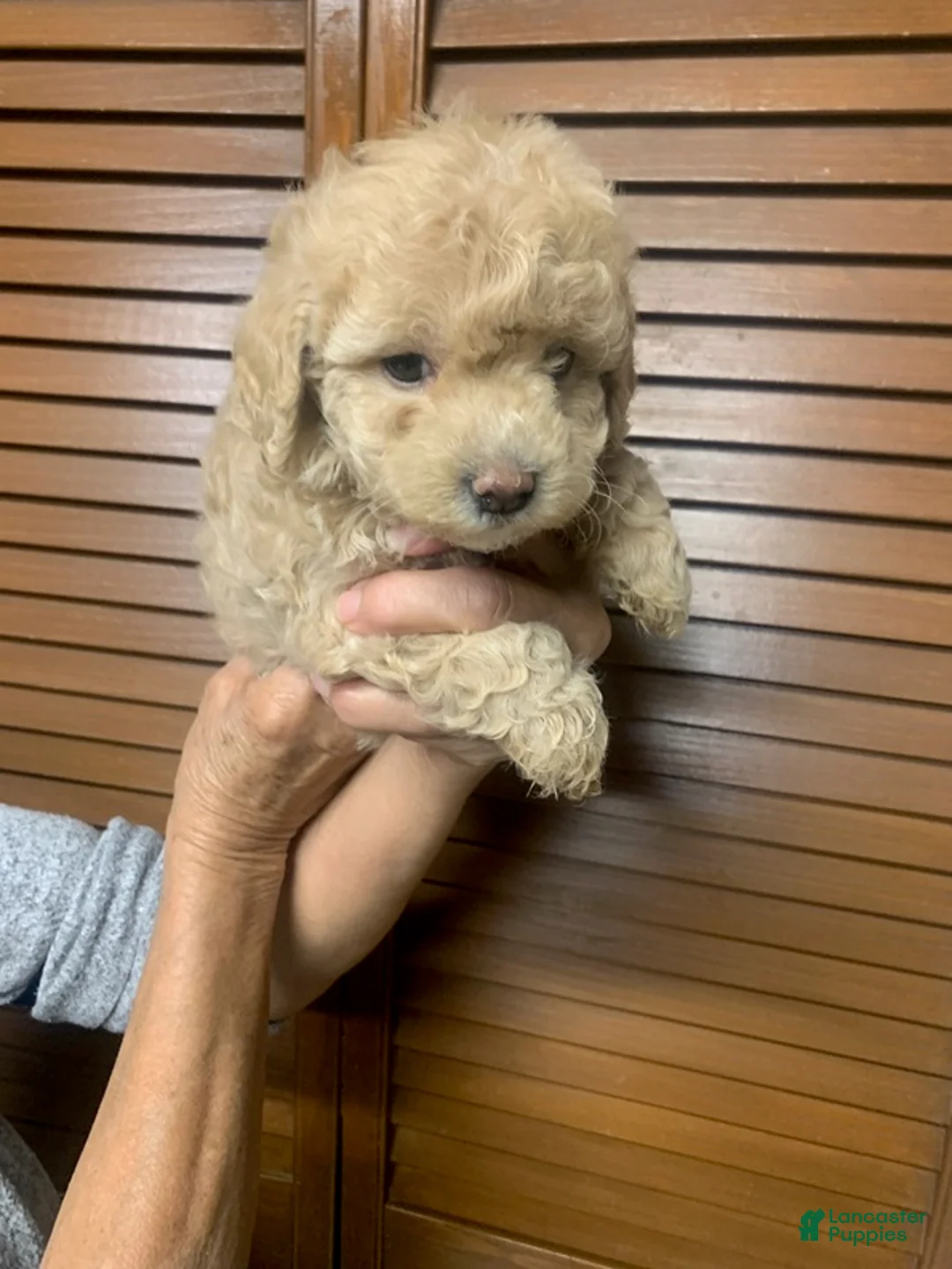 Cockapoo dogs for sale: Cockapoo Puppy 2 - Ad 3