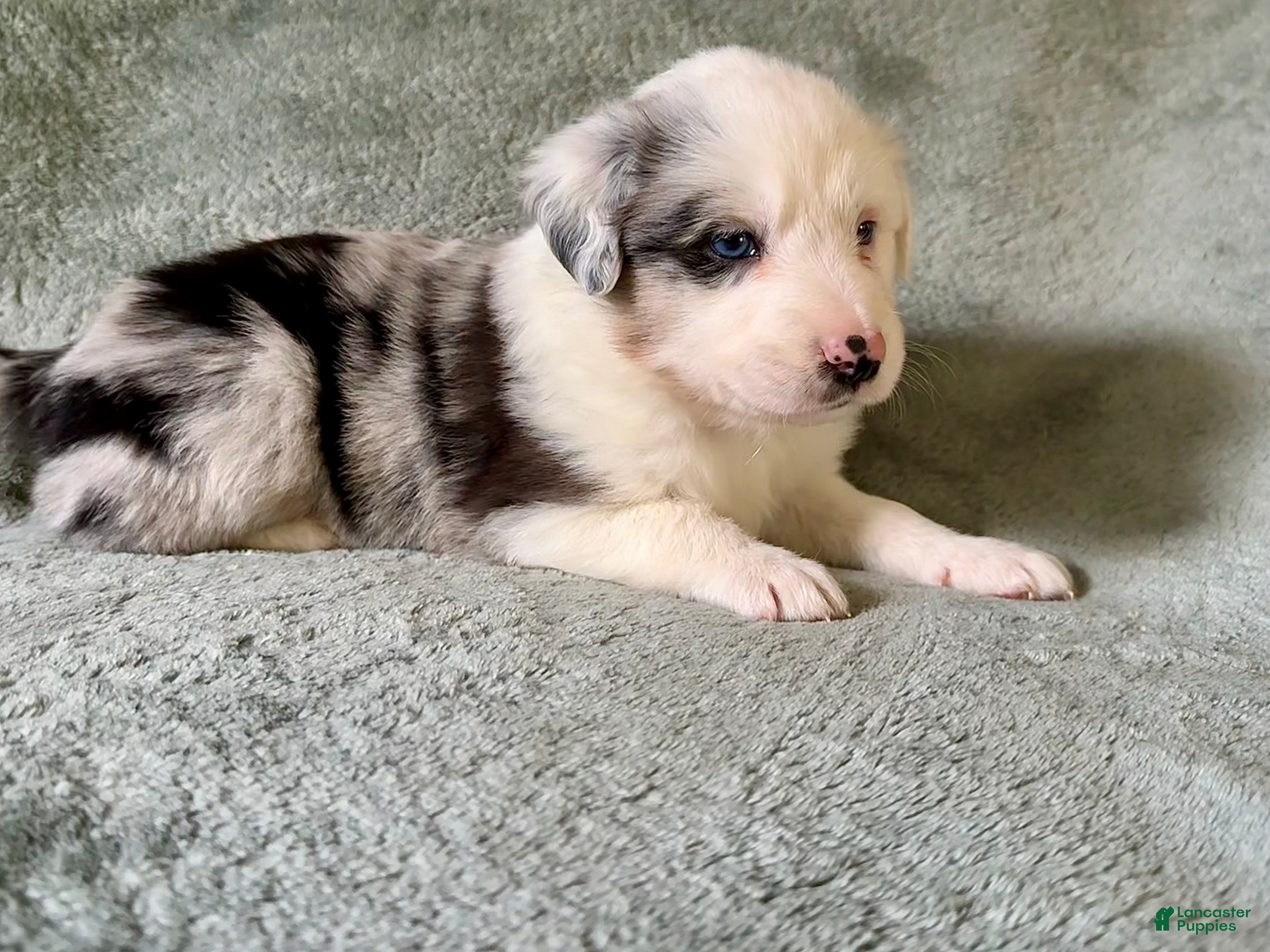 Mixed Breed dogs Rocky - Ad 33