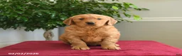 Golden Retriever dogs for sale: Hershey - Ad 3