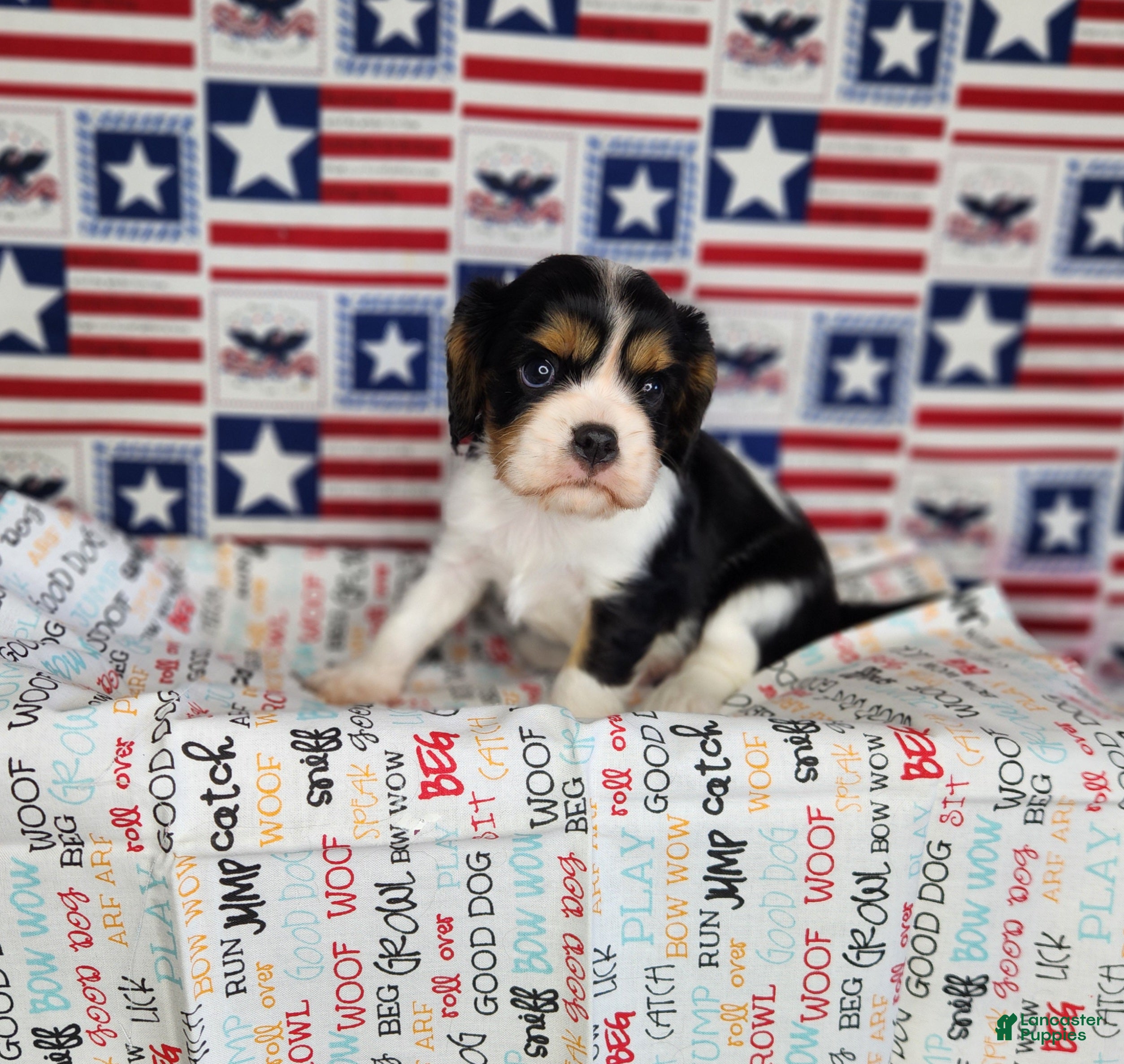 Cavalier King Charles Spaniel dogs Zoro - Ad 1