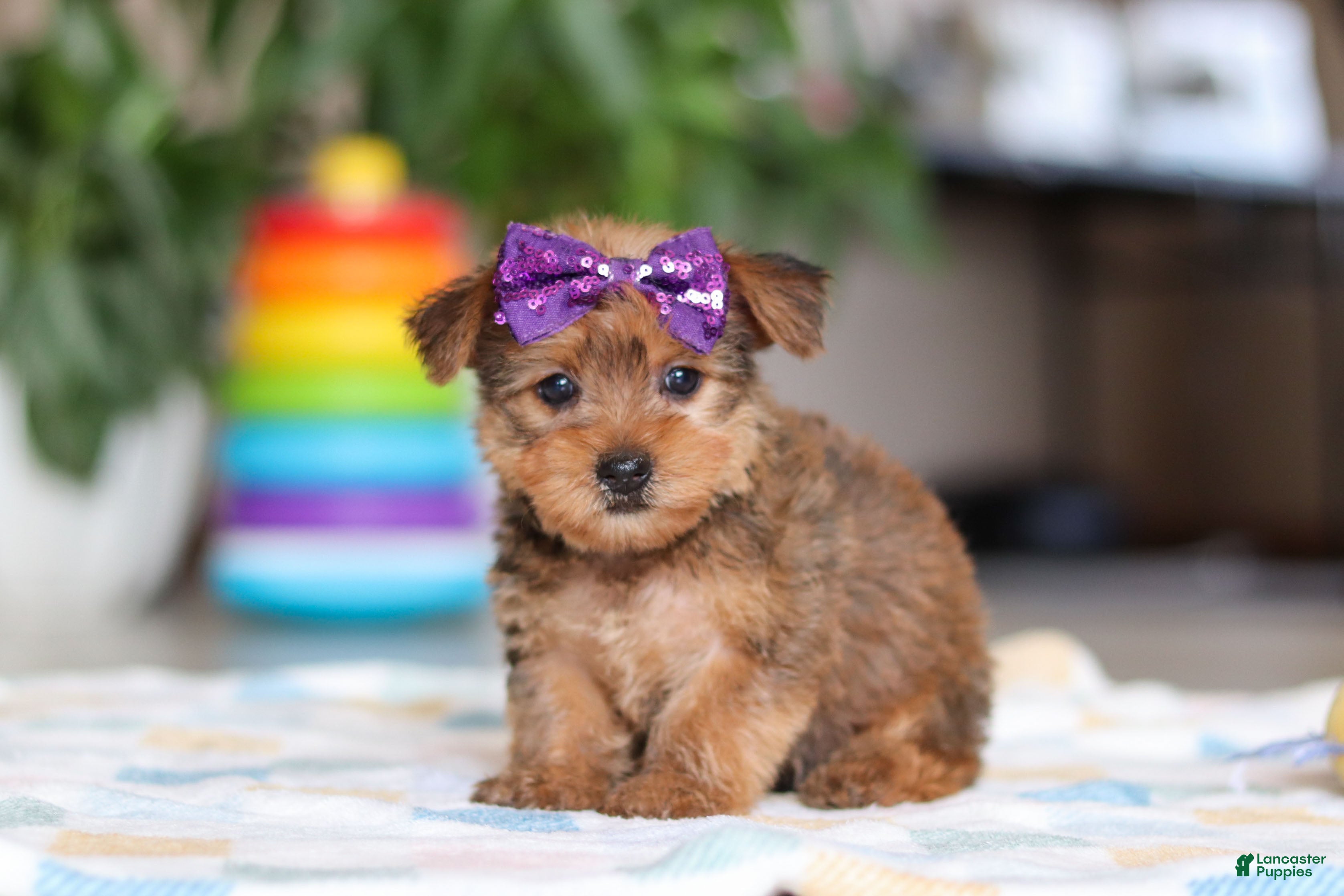 Morkie dogs Carmen - Ad 2