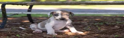 Great Dane dogs for sale: Athena - Ad 3