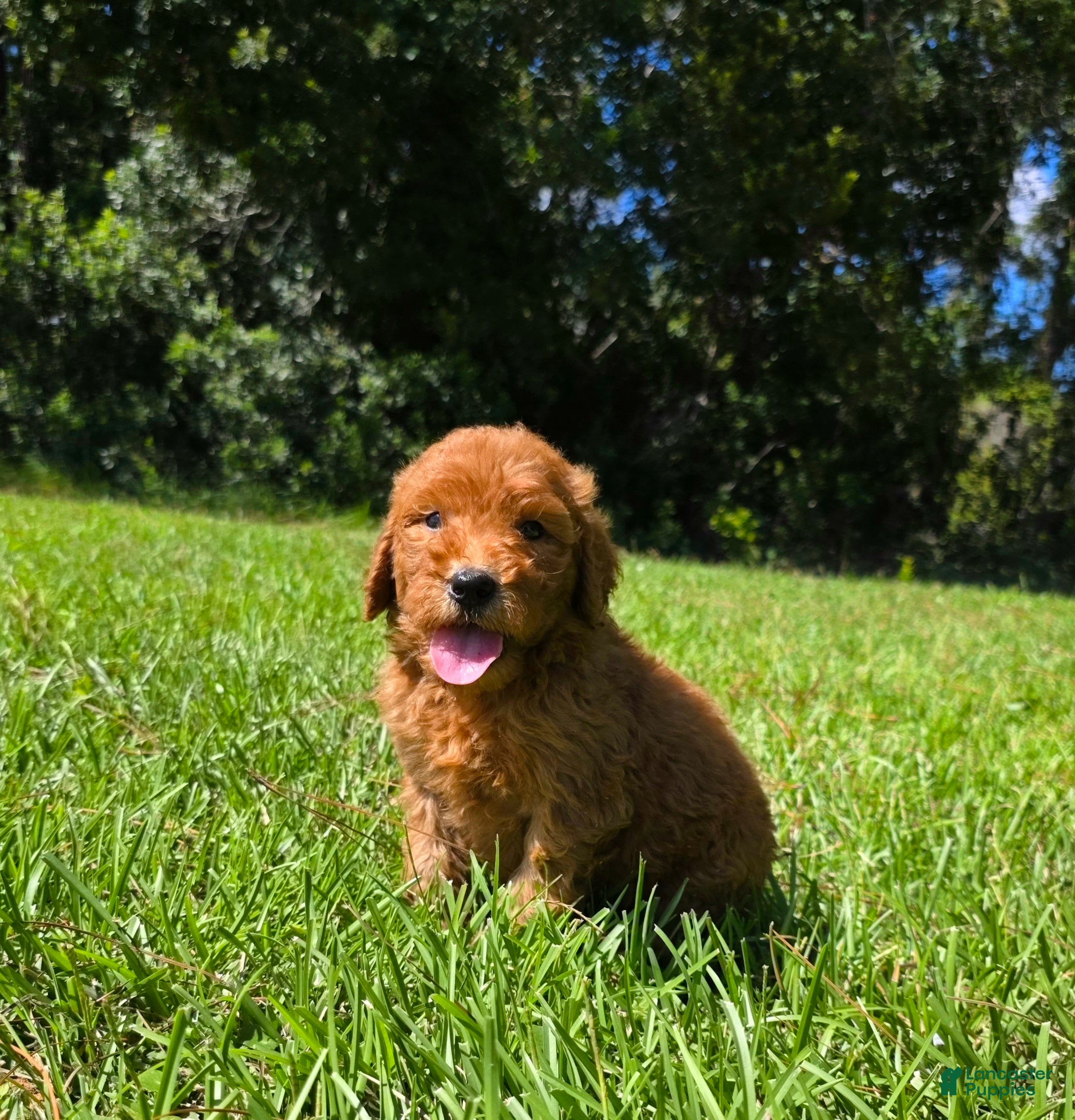 Goldendoodle dogs  Louie - Ad 42