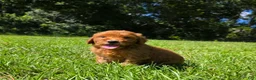 Goldendoodle dogs for sale:  Louie - Ad 1